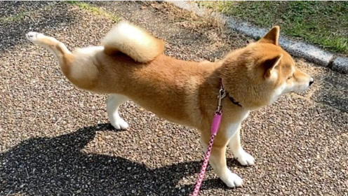 可爱柴犬萌 腾讯视频