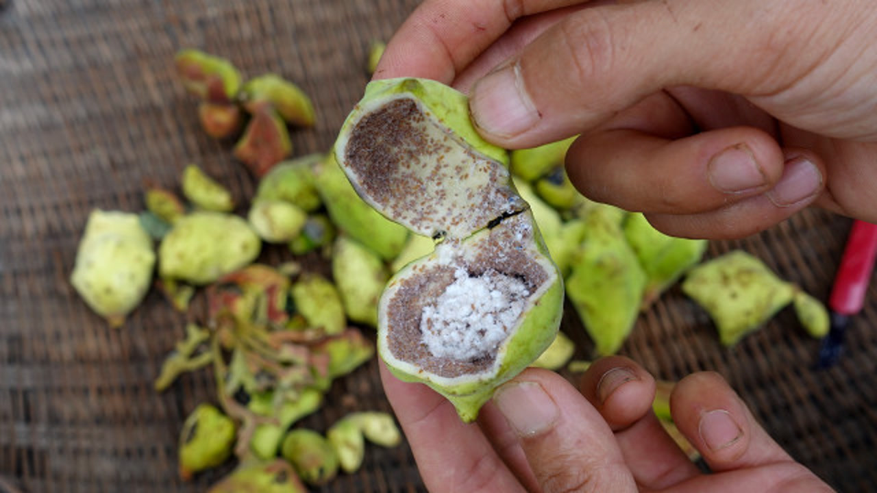 五倍子(漆树科盐肤木属植物)_搜狗百科