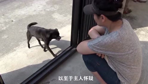 08年小黑狗 腾讯视频