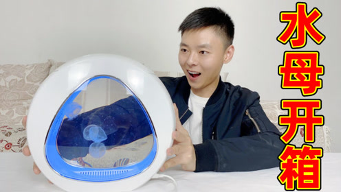 水母开箱:买了4只超可爱的海月水母,这水母会蜇人吗?