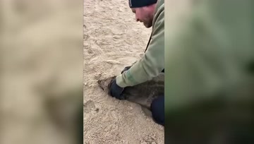 看着都觉得疼！这都是人类垃圾惹的祸