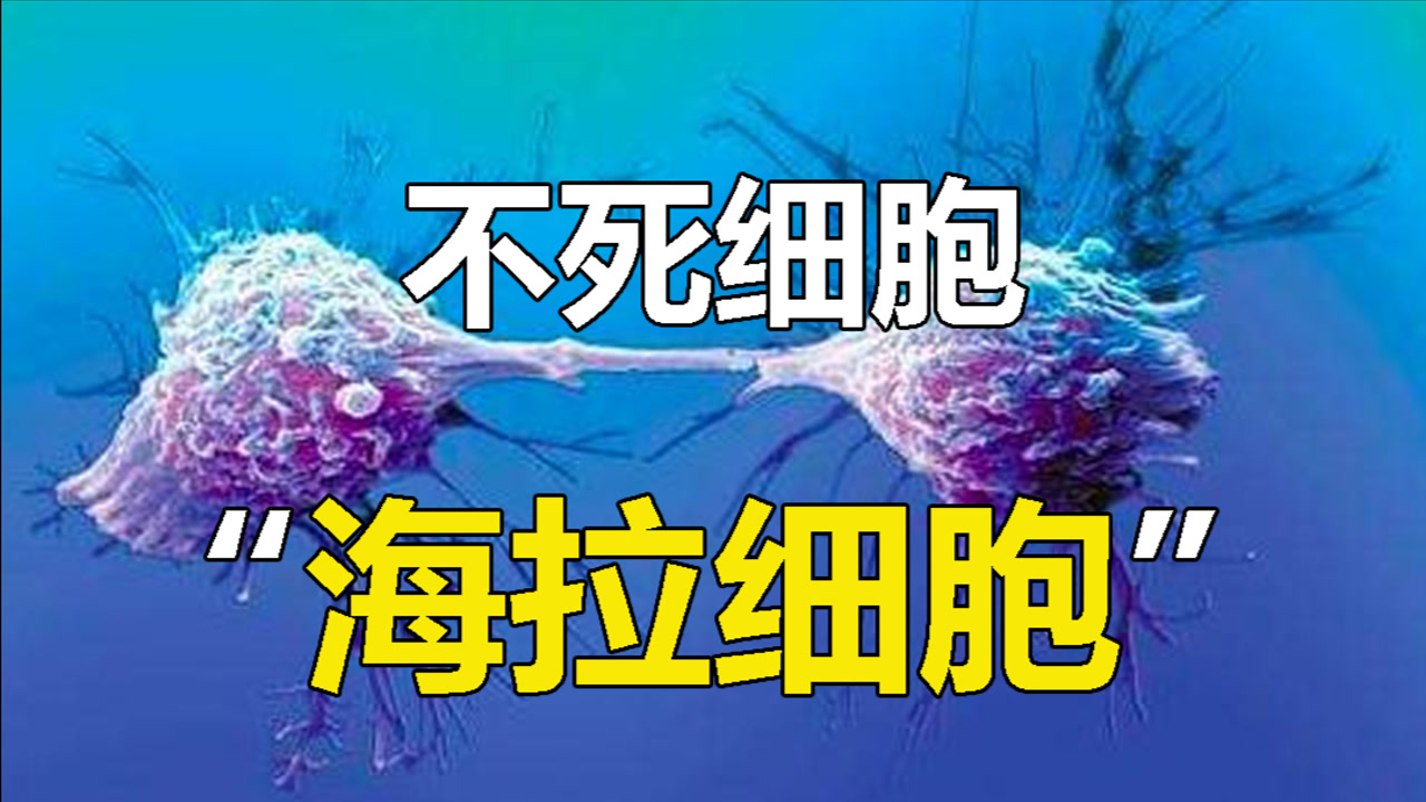 海拉细胞(细胞学术语)_搜狗百科
