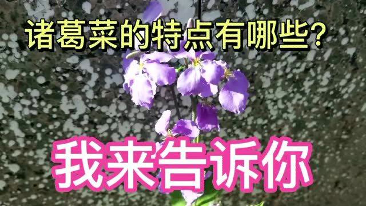 诸葛菜 十字花科诸葛菜属植物 搜狗百科