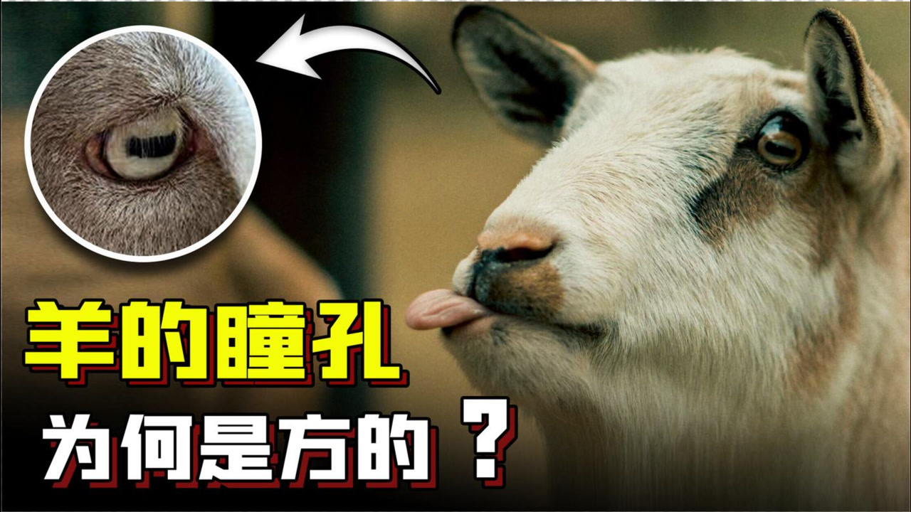 瞳孔 词语 搜狗百科