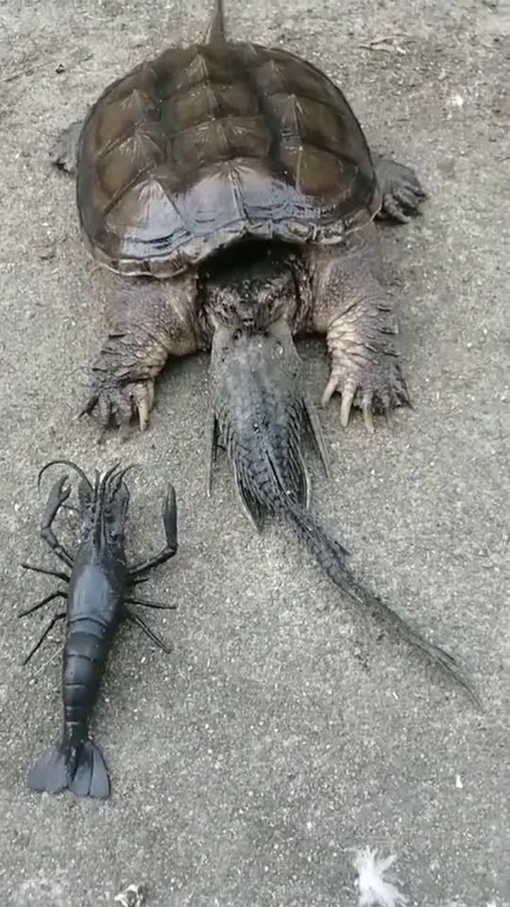 大鳄龟吃清道夫,速度惊人的快,就是不小心卡住了