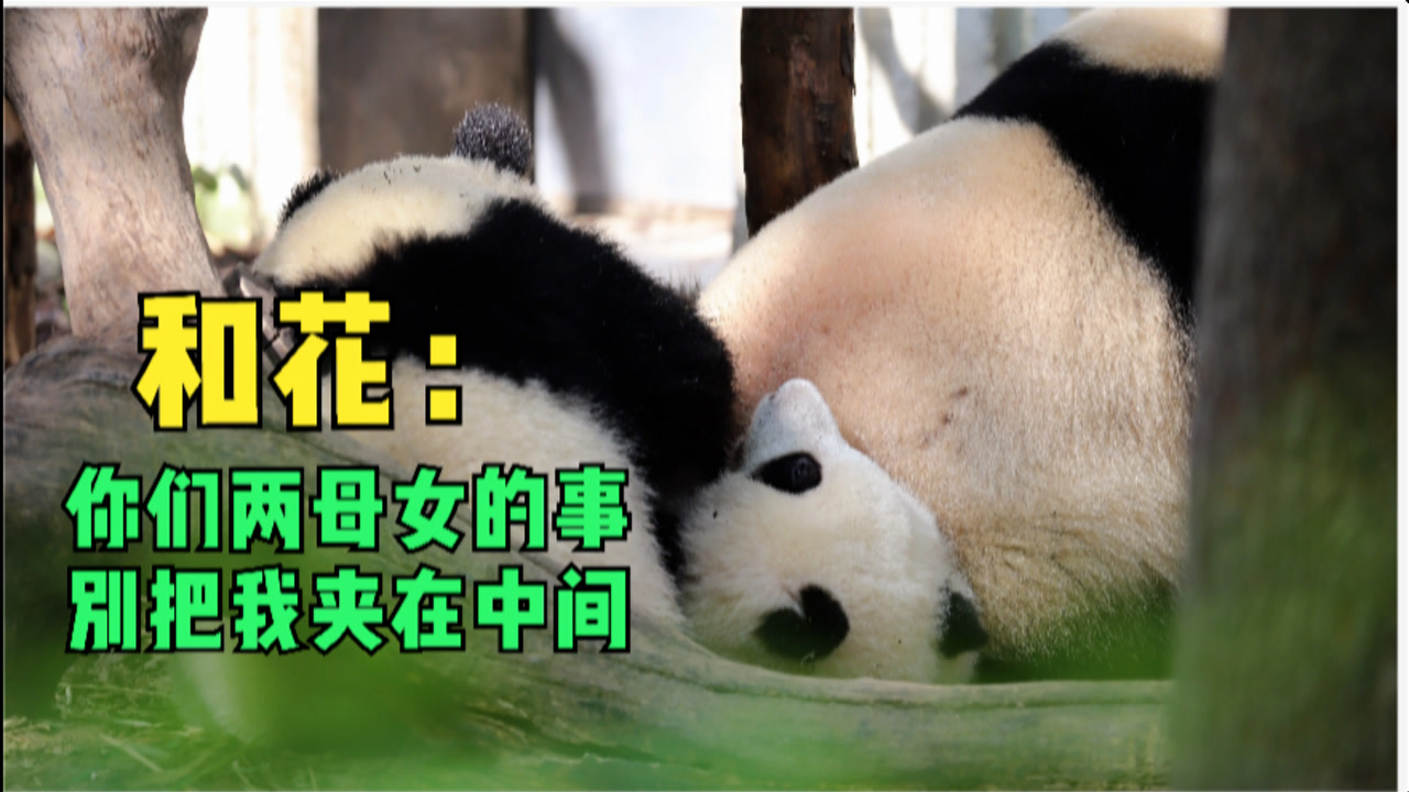 熊猫丫丫顺利回国，国内也有“顶流”熊猫！