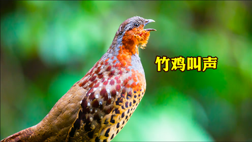 3种竹鸡叫声,哪种最好听?