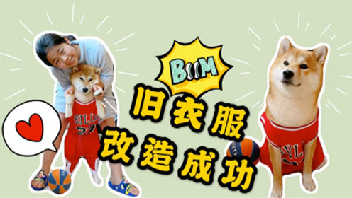 小鱼儿的篮球服穿不上了,但又舍不得扔,旧衣改造给柴犬穿,好看吗?