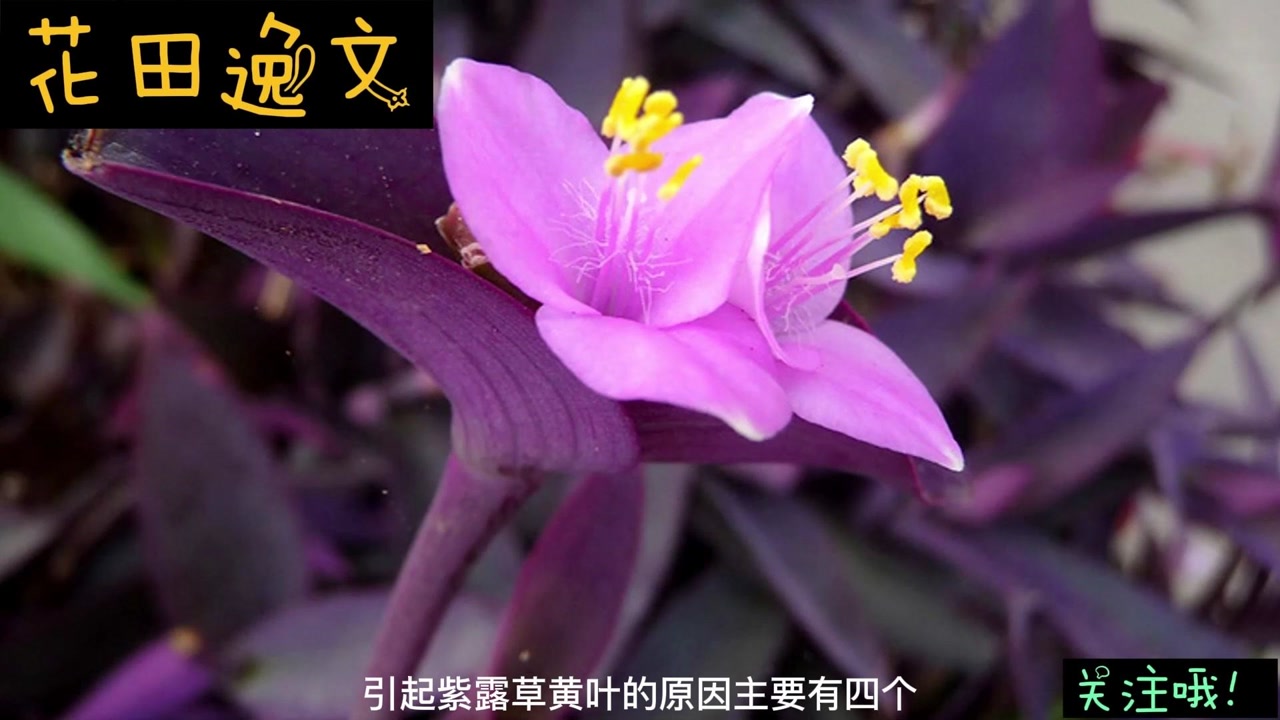 紫露草 鸭跖草科紫露草属植物 搜狗百科