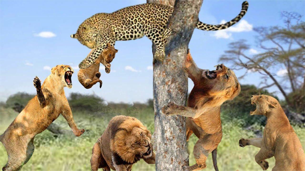 豹子捕杀小狮子,惹怒的狮子给豹子狠狠教训了一顿