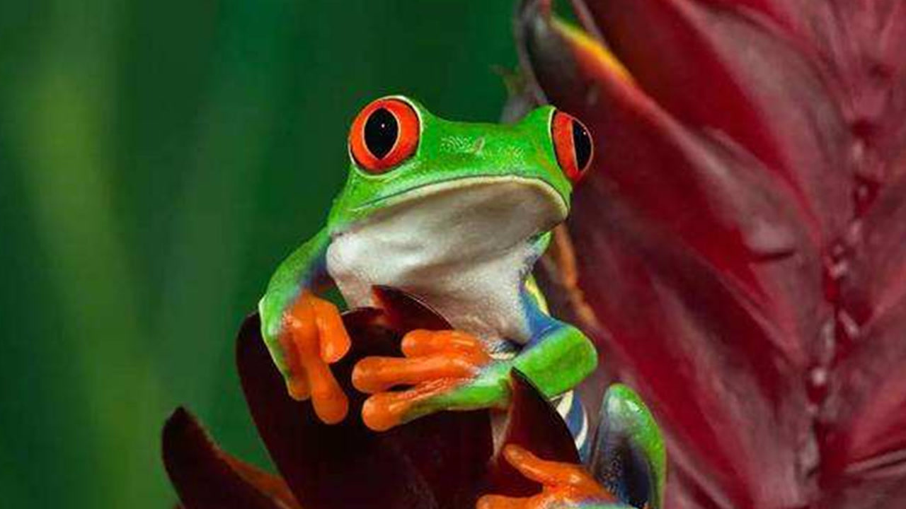 红眼树蛙(雨蛙科红眼蛙属动物)_搜狗百科