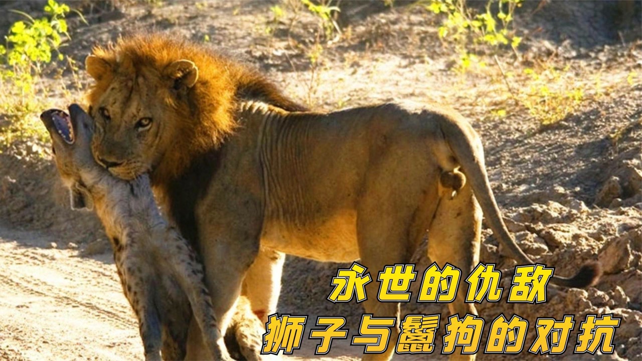 最残酷的狮子大战鬣狗合集,两种顶级猎食者谁更厉害?太凶残