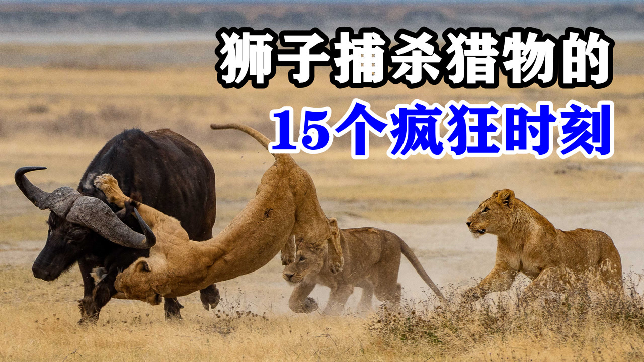 赖猫的狮子倒影电视剧_猫在水里倒影是老虎高清图_赖猫的狮子倒影