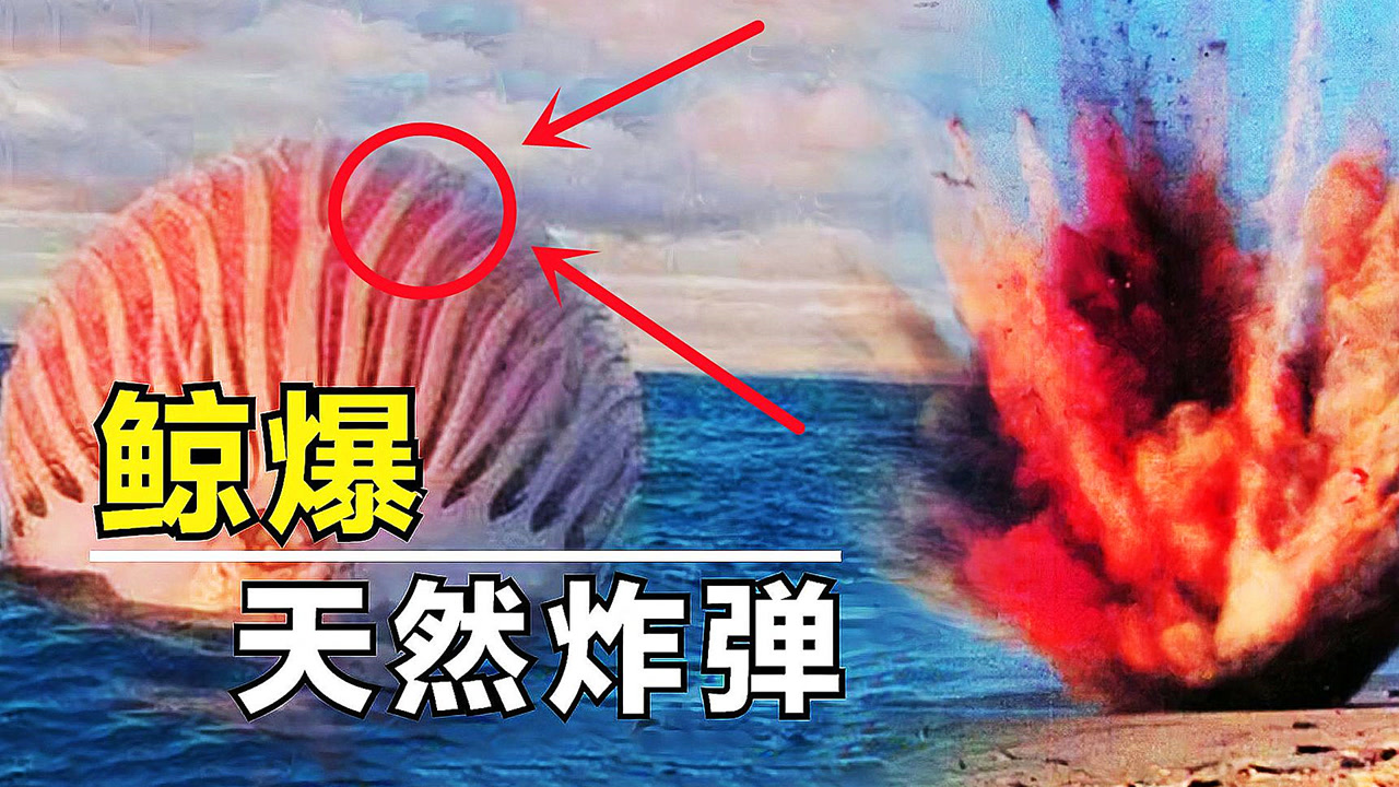 "鲸爆"的威力有多大?一旦伤口开裂,四周的味道堪比生化武器!
