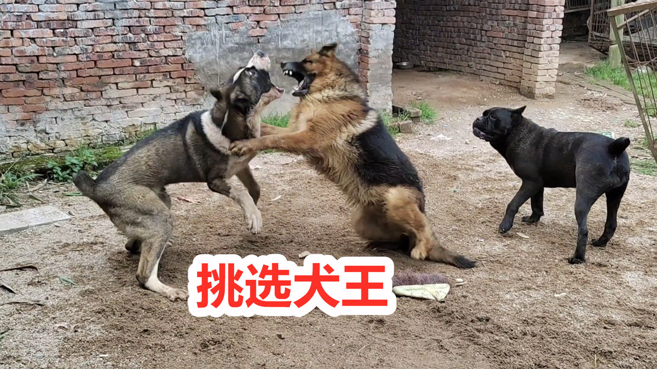 宠物狗 豢养的犬类动物 搜狗百科