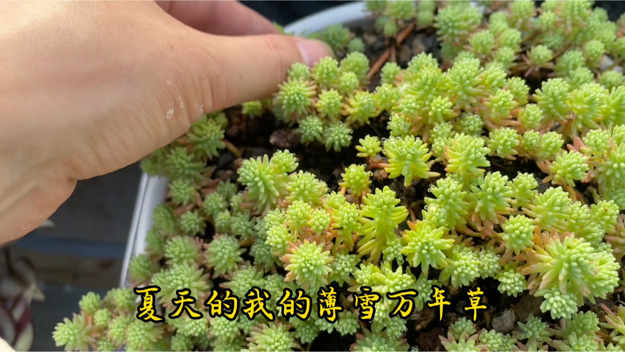 薄雪万年草 景天科景天属植物 搜狗百科