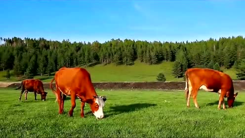 1英文名:the morning of the grassland导 演:朱文顺珠兰琪琪柯主 演