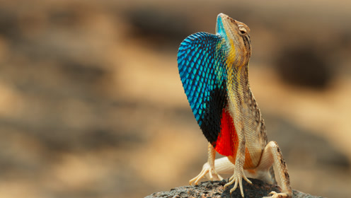 蜥蜴也"开屏"!喉扇色泽艳丽不输孔雀 用此吸引"妹子"