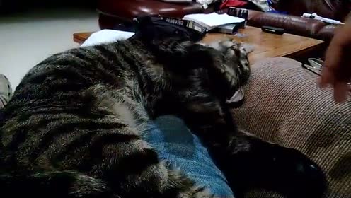 教猫猫如何握手 腾讯视频