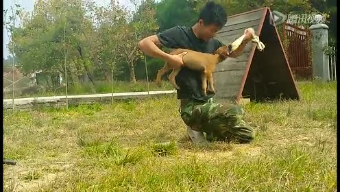 湖南湘南犬业小马 腾讯视频