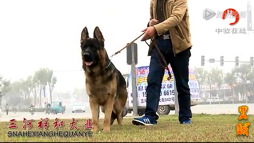 三河进宝犬业 腾讯视频