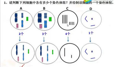 染色体组图解图片