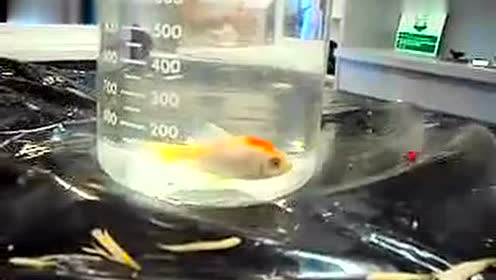 03液氮冷冻金鱼 腾讯视频