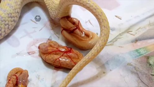 实拍难得一见的白化蛇生小蛇的整个过程