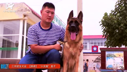三河进宝犬业 腾讯视频