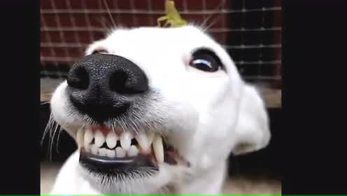 好玩的画面 一只蚂蚱停留在了狗狗头上,看这狗表情!