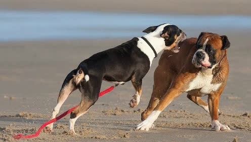 02:10拳师犬把这一窝德牧和牛头梗全咬了,和它们打架就从来没输过时