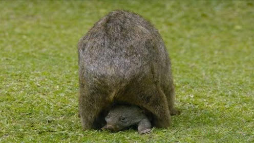 毛鼻袋熊:世界上最大的穴居哺乳动物,屁股像盾牌用来抵御入侵者