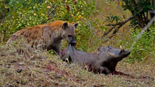 0:02:40猎豹捕猎野猪活吃,野猪这惨叫声太惨!时 间:2019