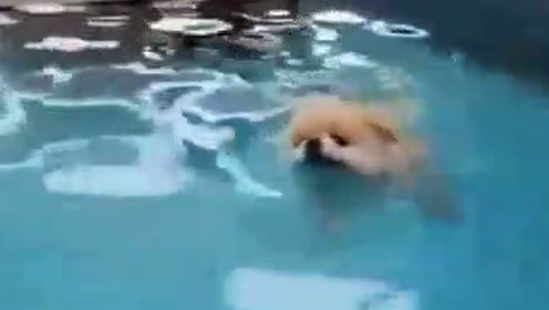 狗爬式2 腾讯视频