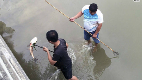 叉鱼顶级高手,一叉子下去3条鱼上来!