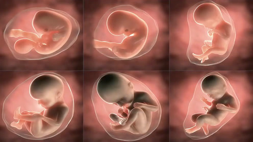 3d动画演示从小蝌蚪成长到胎儿的过程,每个人都是这样长大的