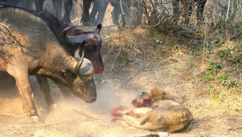 大自然百态资讯0:03:24水牛发现了雌狮的巢穴,竟杀死了小狮子!