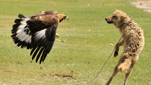 狼鹰大战:凶悍老鹰捕捉野狼,疯狂撕咬,野狼无力反抗!
