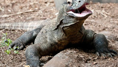 科莫多龙被平头哥盯上也是死路一条,没过几招就被锁喉活活吃掉!