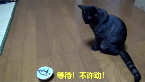 教猫猫如何握手 腾讯视频