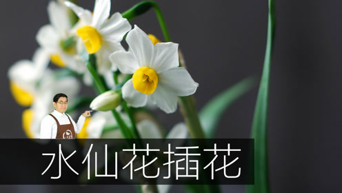 水仙花紫雨林3gp 腾讯视频