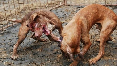 山东日照莒县最凶猛比特犬斗狗!至死方休,全身都是硬邦邦的!