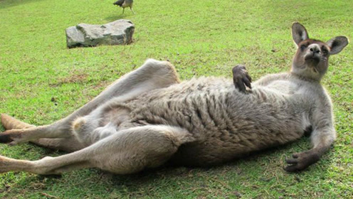 鳄鱼袭击袋鼠,袋鼠措手不及