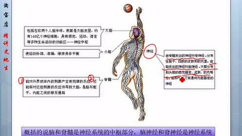 七年级生物下册第六章 人体生命活动的调节2.神经系统的组成