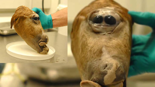 世界上最诡异的独眼动物,没人敢盯着它的眼看一分钟!