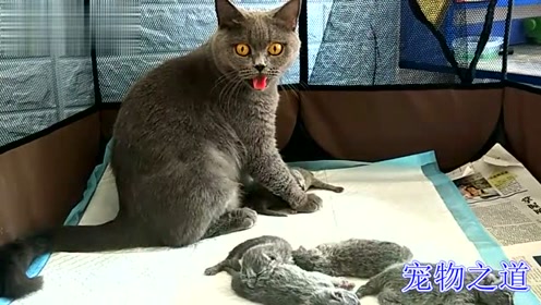母猫生产后太热了想出去活动,听到小奶猫叫声忙返回,母爱