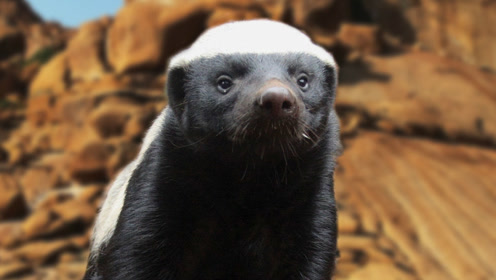 平头哥蜜獾怼天怼地!遇到这五种动物照样"狠",敢怼第一个!牛