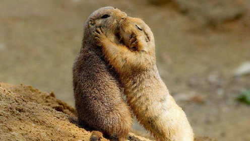 无论什么动物最真挚的表达都是一个暖暖的抱抱 感动