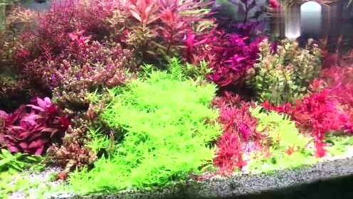 沉木景 腾讯视频