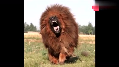 鬼獒只能屈居第二 腾讯视频